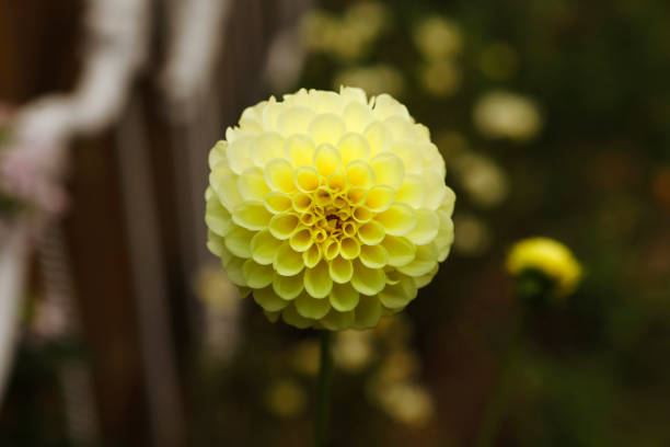 dahlia flower. Beautiful chrysanthemum close-up, rhythm and texture of delicate petals. macro photography