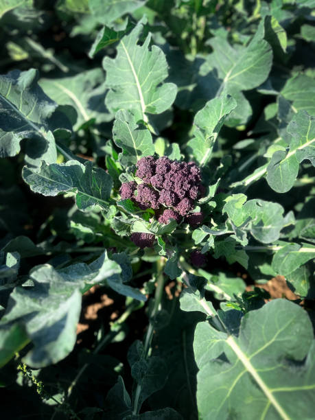 istock Close up purple sprouting broccoli Brassica oleracea 2177466636