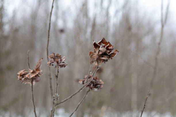 Gall rose dry brown on willow in winter forest, close-up