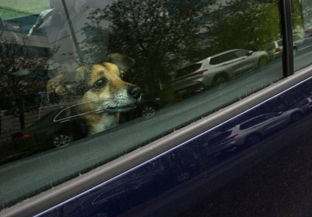 This image depicts a small dog inside a car, looking out of the window with a thoughtful expression. The dogs brown and black fur is visible through the slightly dirty car window, creating reflections of the surrounding urban environment, including parked cars and trees. The dog's eyes seem to convey curiosity or perhaps loneliness, as it waits patiently inside the vehicle. The scene captures a moment of quiet anticipation, juxtaposed with the outside world visible through the glass