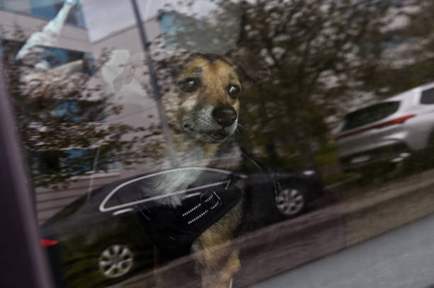istock a small dog inside a car, looking out of the window with a thoughtful expression 2177470424