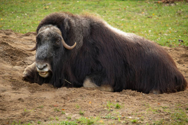 istock Big muskox Laying on ground 2177472599