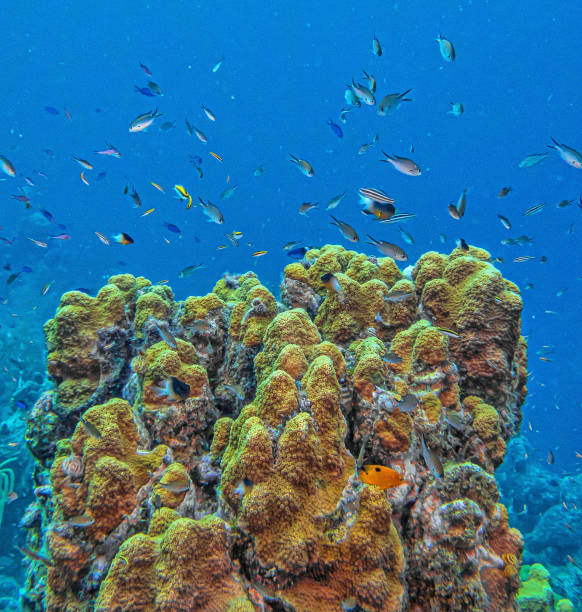 istock Caribbean coral garden 2177473137