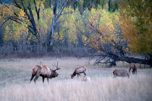 istock Huge Bull Elk herding cows in rutting season 2177475458
