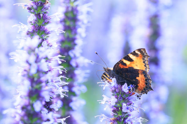 istock Aglais urticae small tortoiseshell butterfly isolated by nature 2177477102