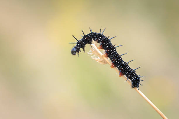 istock Aglais io, Peacock butterfly caterpillar 2177477114