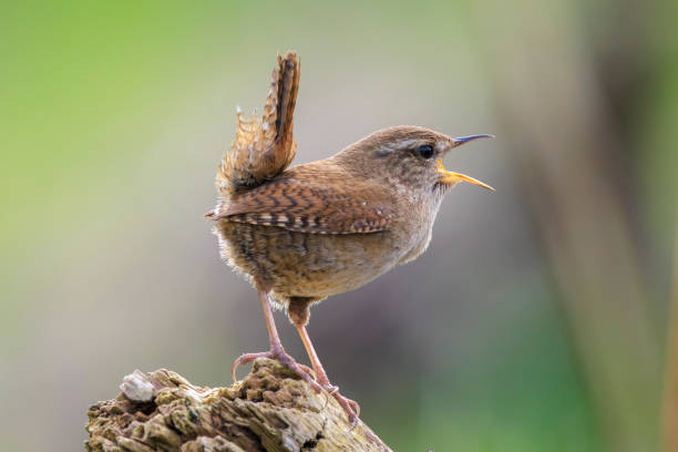 istock Eurasian Wren bird, Troglodytes troglodytes, display, singing and mating during Springtime 2177477129