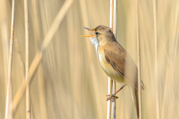 1,200+ Reed Warbler Stock Photos, Pictures & Royalty-Free Images