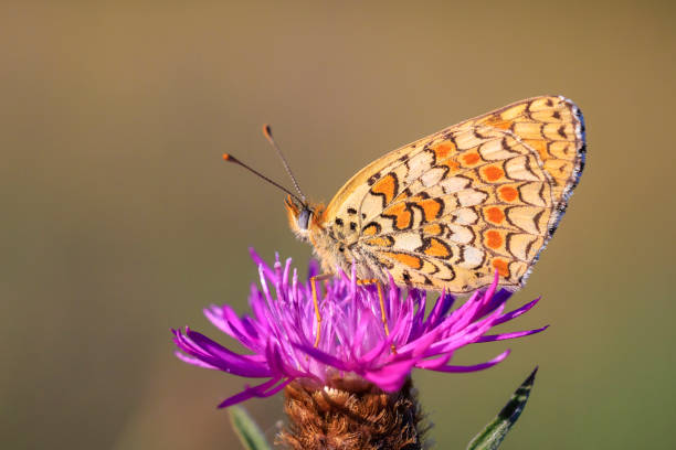 istock knapweed fritillary, Melitaea phoebe, butterfly resting and pollinating 2177477191