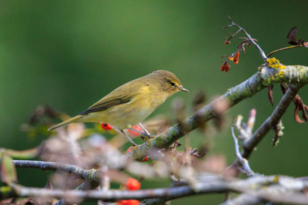 istock Common chiffchaff bird Phylloscopus collybita foraging red berries 2177477239