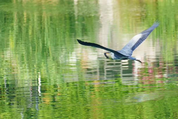 Grey Heron (Ardea cinerea) flying very low over lake with a freshly caught rat in its bill