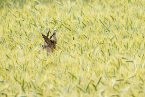A male european roe deer (Capreolus capreolus) hiding in a wheat field in a quiet landscape in Vienna, Austria