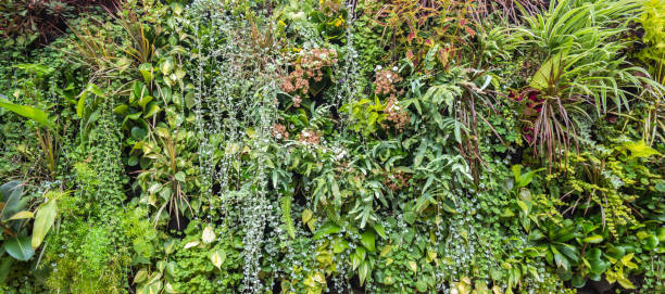 istock A green wall of natural plants, tropical rainforest background 2177477629
