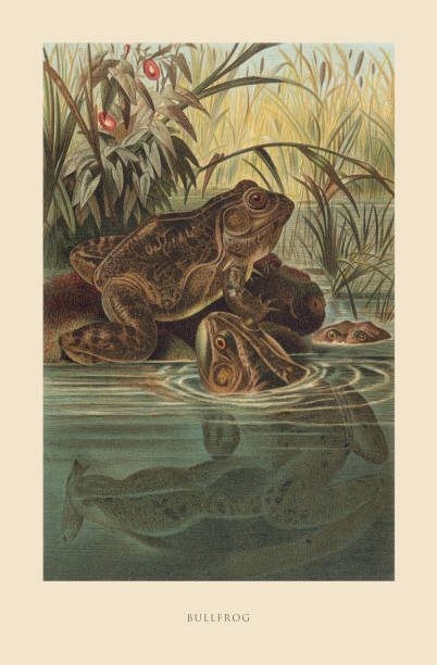 Antique American Engraving, Bullfrog, Reptiles: Natural History, 1885. Source: Original edition from my own archives. Copyright has expired on this artwork. Digitally restored.
