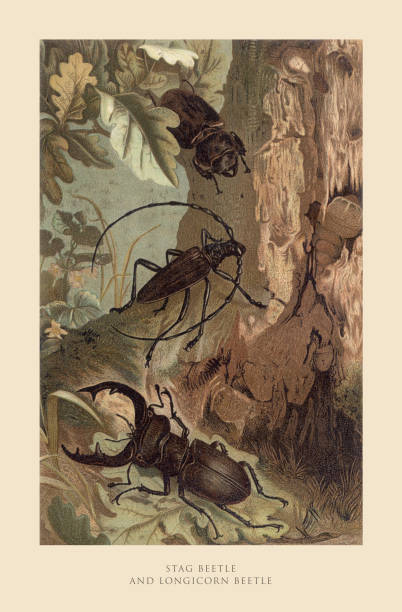 Antique American Engraving, Stag Beetle and Longhorn Beetle, Insect: Natural History, 1885. Source: Original edition from my own archives. Copyright has expired on this artwork. Digitally restored.