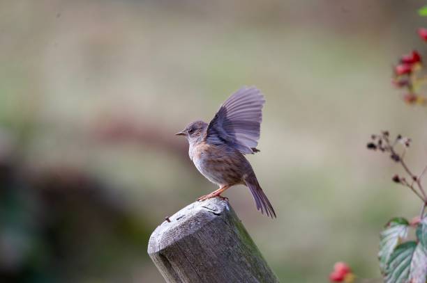 istock Dunnock woodland bird perched on a post flapping wings 2177479015