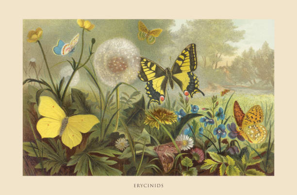 istock Antique American Engraving, Erycinids, Insects: Natural History, 1885 2177479310