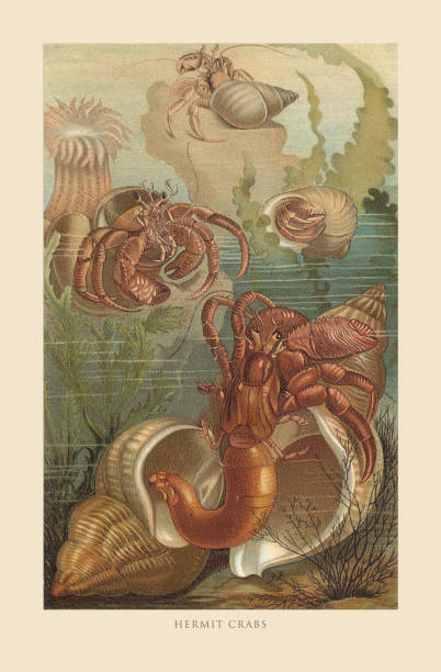 Antique American Engraving, Hermit Crabs, Sealife: Natural History, 1885. Source: Original edition from my own archives. Copyright has expired on this artwork. Digitally restored.