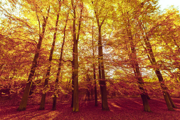 istock Colorful autumn in park. 2177479729