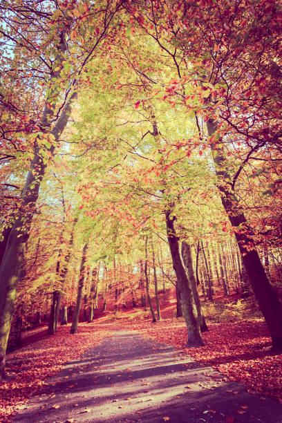 istock Colorful autumn in park. 2177480291