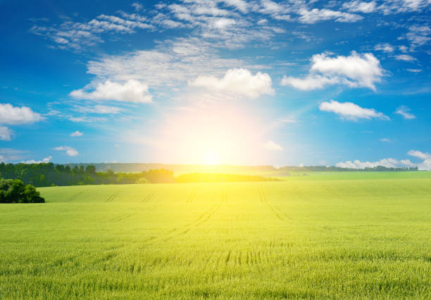 istock Morning with bright sun in large wheat field. 2177480949