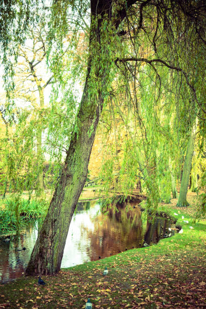 Pond in autumnal park. Fall vegetation birds in front of tiny lake. Nature outdoor concept.