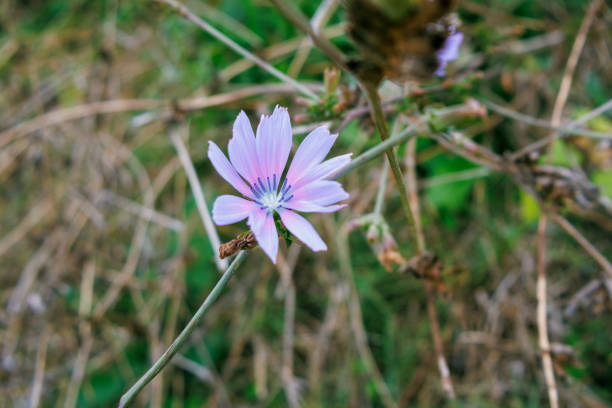 Chicory purple flower on macro