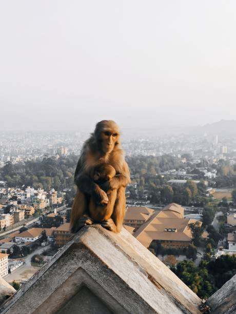 istock Monkey with baby at Swayambhunath 2177482284