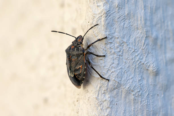 istock close-up side view from above of a marmorated stink bug on a white house wall 2177482642