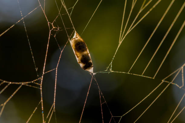 a prey in a cross spider net wrapped in for a meal