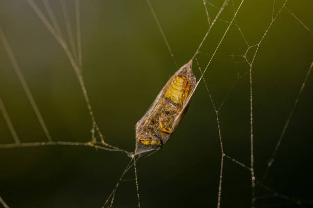 istock a trapped wasp in a cocoon of spider silk with a dark green background 2177483410