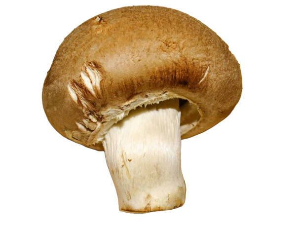istock Brown champignon mushroom isolated on white 2177484839