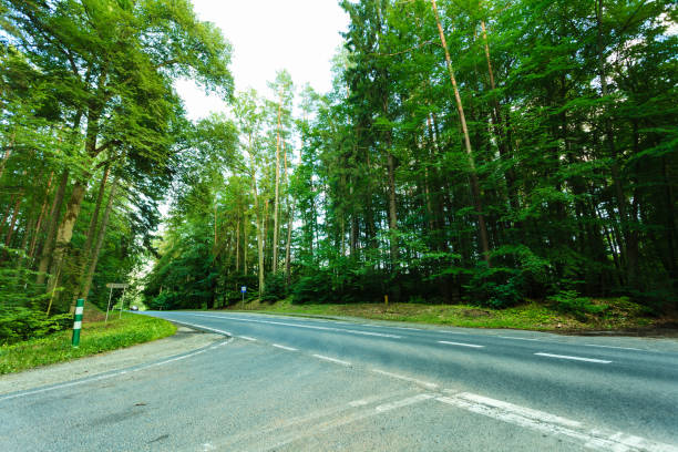 Landscape. Asphalt road through the summer green forest with sunlight rays