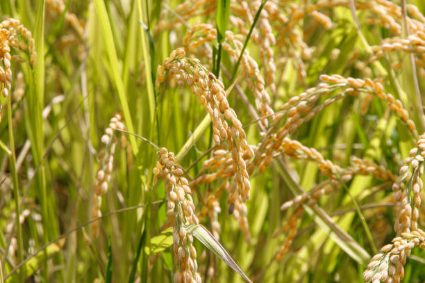 istock Rice in a rice field close to harvest 2177485557