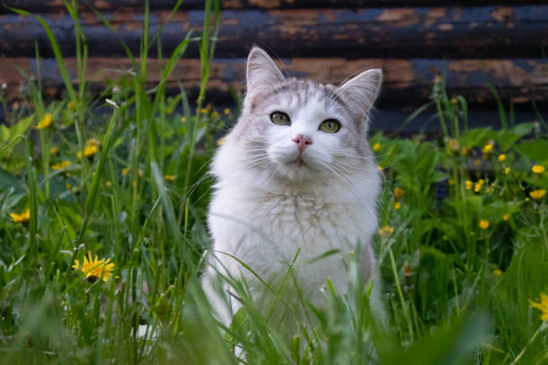 istock A white cat with gray spots sits among the grass 2177485724