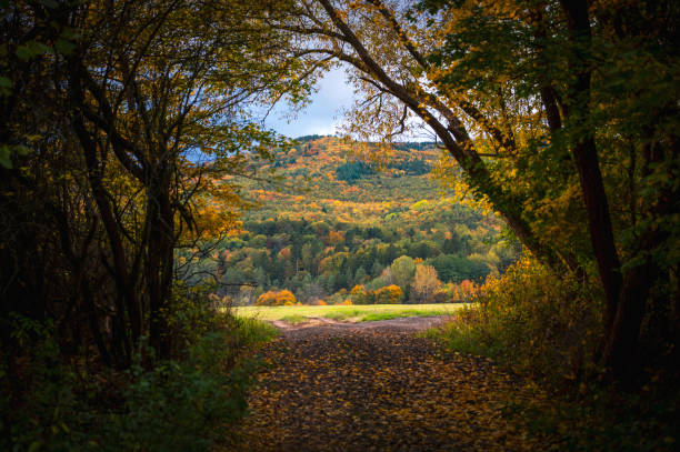 Yellow Autumn road, brown gray nature, meadow and forest in fall