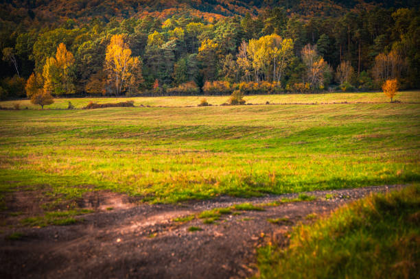 Green and yellow autumn meadow by the forest. Edit space