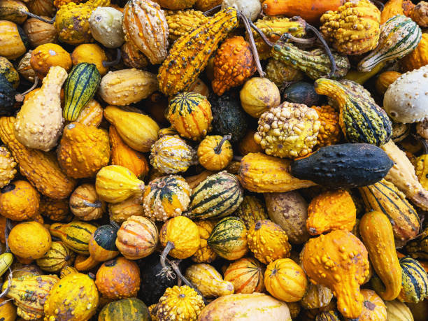 A wide variety of gourds at a farm market.