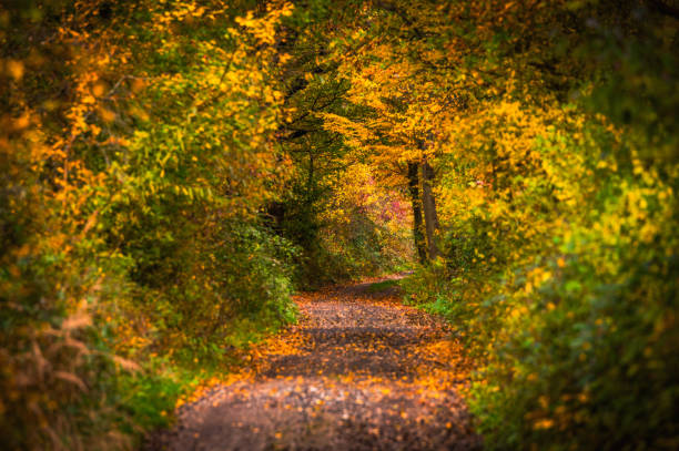 Golden Autumn Road Weaves Through a Vibrant Forest