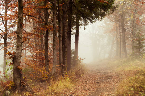 istock Forest in autumn morning mist. Warm wallpaper and white edit space 2177487375