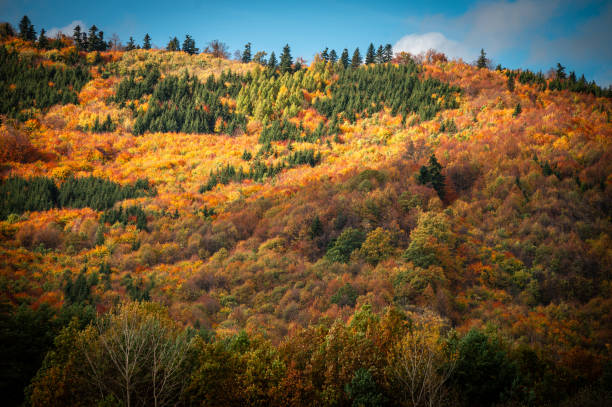 istock Golden Daylight Cascades Over the Colorful Carpathian Forest in Fall 2177487657