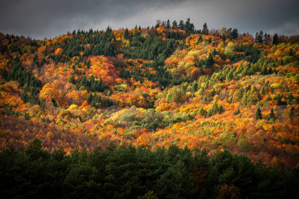 istock A Symphony of Fall Colors in the Carpathian Forest Under Bright Sunlight 2177487729