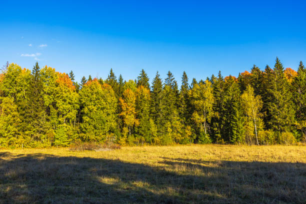 Sunlit autumn trees and grassy meadow in serene forest landscape. Sweden.