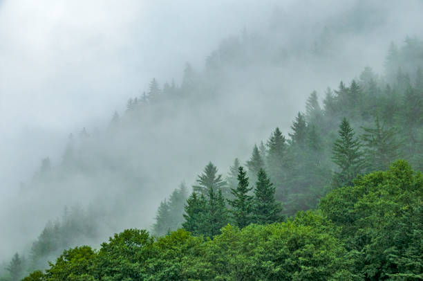istock Alaskan Hillside in Fog 2177488152