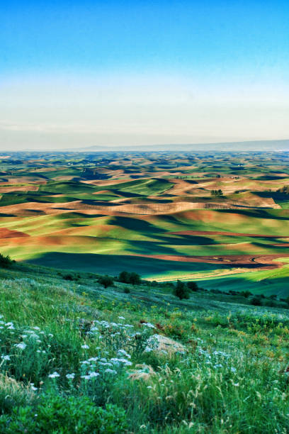 istock Palouse Countryside Viewed From Steptoe Butte 2177488177