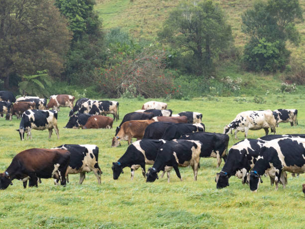 istock Dairy cows grazing in lush pasture 2177489824