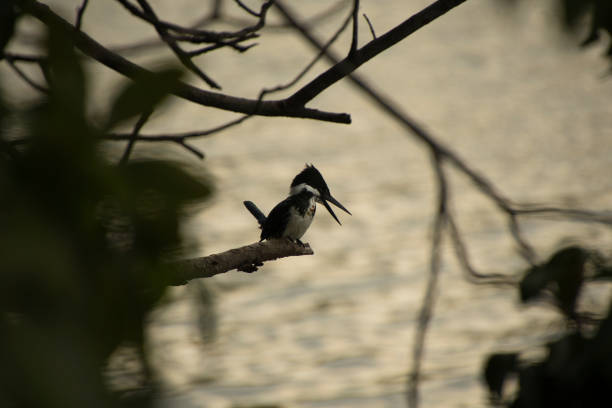 The white-bellied kingfisher (Corythornis leucogaster) is a species of kingfisher in the subfamily Alcedininae