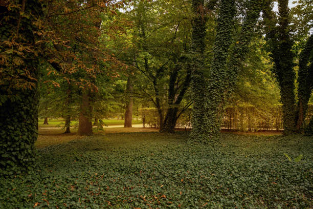 A serene forest landscape featuring tall trees shrouded in ivy and soft, natural light at dusk. This peaceful setting evokes tranquility and connection with nature, inviting quiet reflection and exploration.