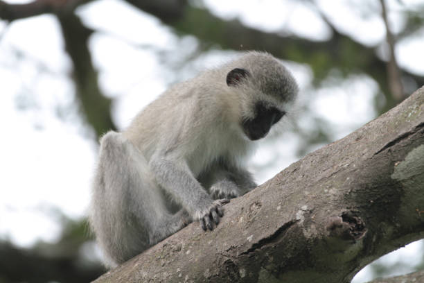 istock Vervet Monkeys, South Africa 2177493510