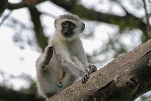 Vervet monkey perching on wood in background of green leaves